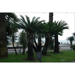 Palmbomen-palms Cycas revoluta - Palmvaren - Valse sagopalm