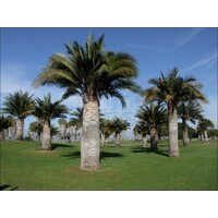 Palmbomen-palms Jubaea chilensis - Chilean wine palm