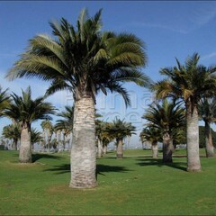 Palmbomen-palms Jubaea chilensis - Cocotier du Chili