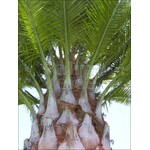 Palmbomen-palms Jubaea chilensis - Chileense wijnpalm