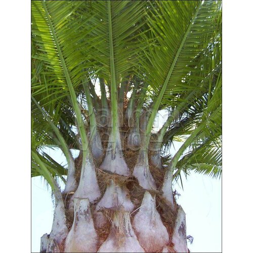 Palmbomen-palms Jubaea chilensis -  Cocotier du Chili