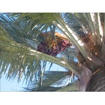 Palmbomen-palms Jubaea chilensis - Chileense wijnpalm