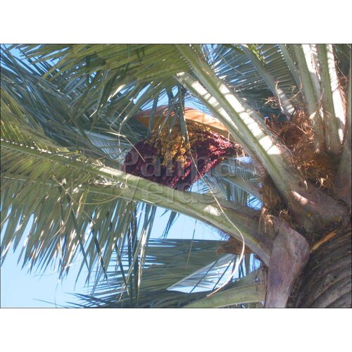 Palmbomen-palms Jubaea chilensis - Chilean wine palm