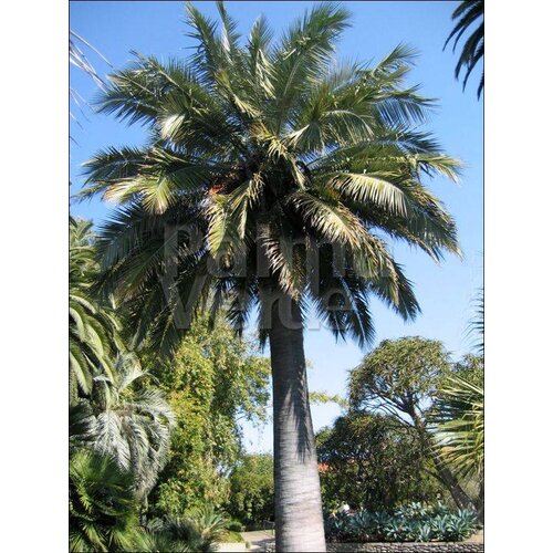 Palmbomen-palms Jubaea chilensis - Chileense wijnpalm