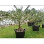 Palmbomen-palms Jubaea chilensis - Chilean wine palm