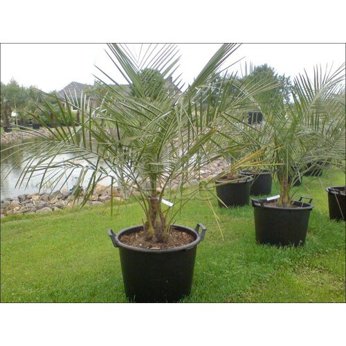 Palmbomen-palms Jubaea chilensis - Chilean wine palm