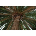 Palmbomen-palms Phoenix canariensis - Canary date palm