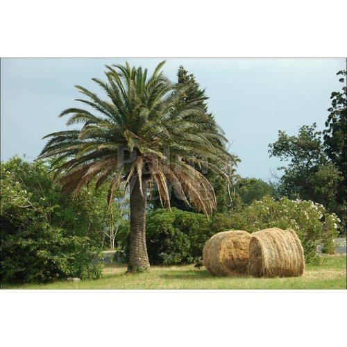 Palmbomen-palms Phoenix canariensis - Canary date palm