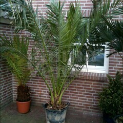 Palmbomen-palms Phoenix canariensis - Canary date palm