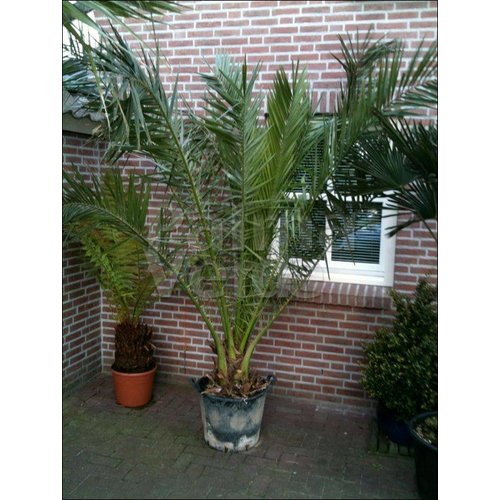 Palmbomen-palms Phoenix canariensis - Canary date palm