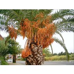 Palmbomen-palms Phoenix canariensis -Dattier des Canaries - Palmier de Nice