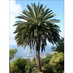 Palmbomen-palms Phoenix canariensis - Canary date palm