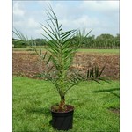 Palmbomen-palms Phoenix canariensis - Canary date palm