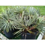 Palmbomen-palms Trithrinax campestris