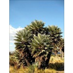 Palmbomen-palms Trithrinax campestris