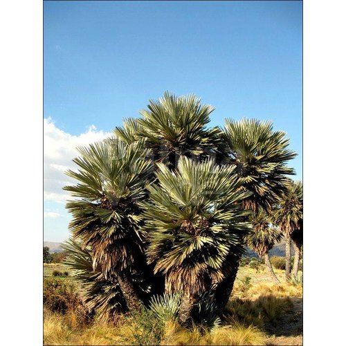 Palmbomen-palms Trithrinax campestris