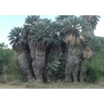 Palmbomen-palms Trithrinax campestris