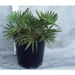 Palmbomen-palms Trithrinax campestris