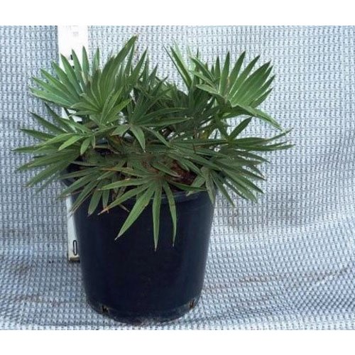 Palmbomen-palms Trithrinax campestris