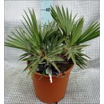 Palmbomen-palms Trithrinax campestris