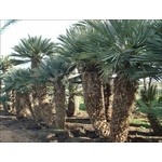 Palmbomen-palms Trithrinax campestris