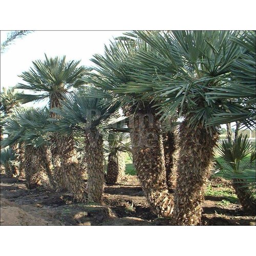 Palmbomen-palms Trithrinax campestris