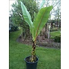 Bananen-bananas Ensete ventricosum - Abyssinian banana - Green Ensete