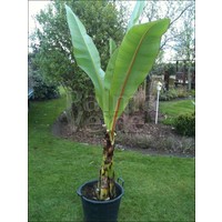 Bananen-bananas Ensete ventricosum - Groene Ensete