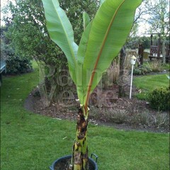 Bananen-bananas Ensete ventricosum - Banane abyssinienne