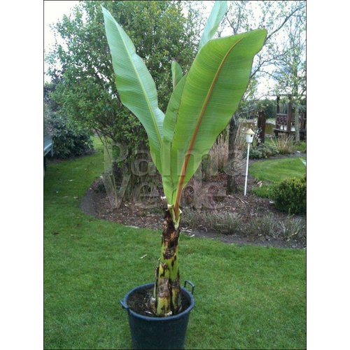Bananen-bananas Ensete ventricosum - Abyssinian banana - Green Ensete