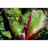 Bananen-bananas Ensete ventricosum Maurelli - Bananier rouge d'Abyssinie