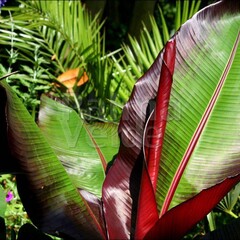 Bananen-bananas Ensete ventricosum Maurelli