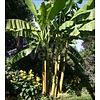 Bananen-bananas Musa basjoo - Japanese banana