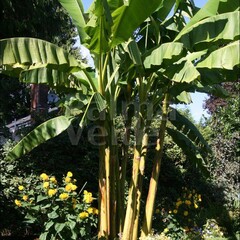 Bananen-bananas Musa basjoo - Japanese banana