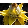 Bananen-bananas Musella lasiocarpa - Lotus d'or