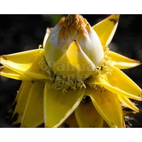 Bananen-bananas Musella lasiocarpa - Lotus d'or