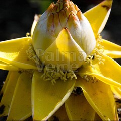 Bananen-bananas Musella lasiocarpa - Lotus d'or