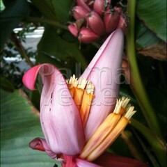 Bananen-bananas Musa velutina - Roze dwergbanaan