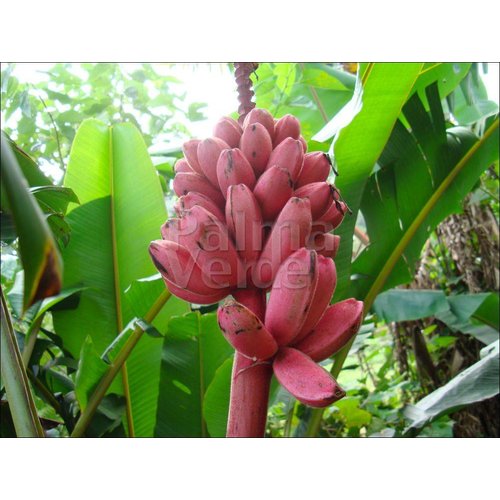 Bananen-bananas Musa velutina - Roze dwergbanaan