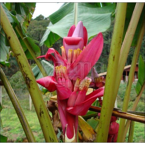 Bananen-bananas Musa velutina - Roze dwergbanaan