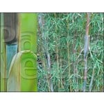 Bamboe-bamboo Fargesia angustissima - Borinda angustissima