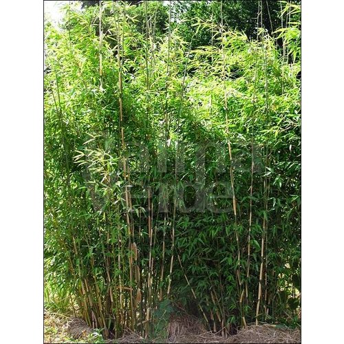 Bamboe-bamboo Fargesia denudata Lancaster 1