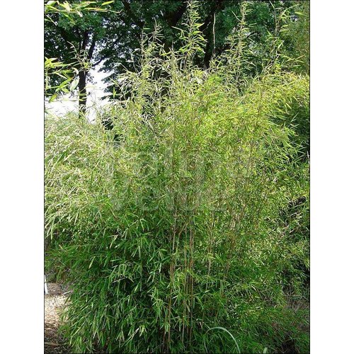 Bamboe-bamboo Fargesia nitida Great Wall