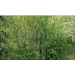 Bamboe-bamboo Fargesia nitida Great Wall