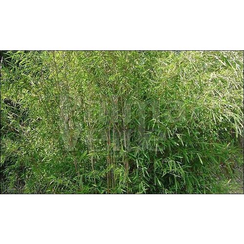 Bamboe-bamboo Fargesia nitida Great Wall