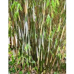 Bamboe-bamboo Fargesia nitida Great Wall