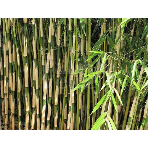 Bamboe-bamboo Fargesia robusta Campbell