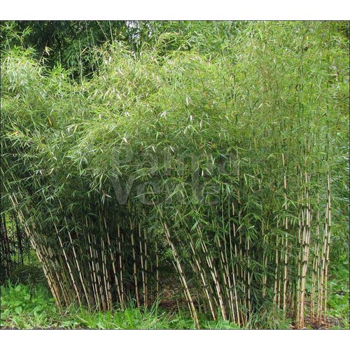 Bamboe-bamboo Fargesia robusta Pingwu