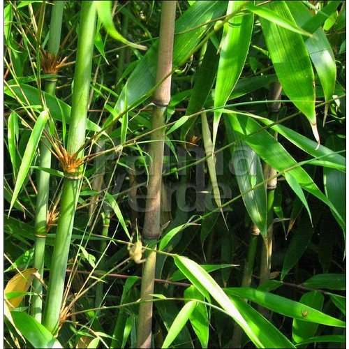 Bamboe-bamboo Fargesia robusta Wolong