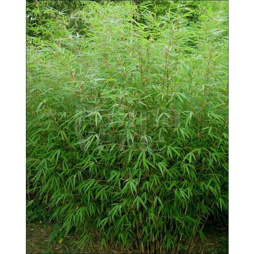 Bamboe-bamboo Fargesia rufa